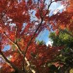 IMG_8877.JPG